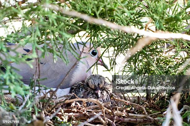 Photo libre de droit de Couple Damoureux Dans Un Nid banque d'images et plus d'images libres de droit de Nid - Nid, Nid d'oiseau, Tourterelle des bois