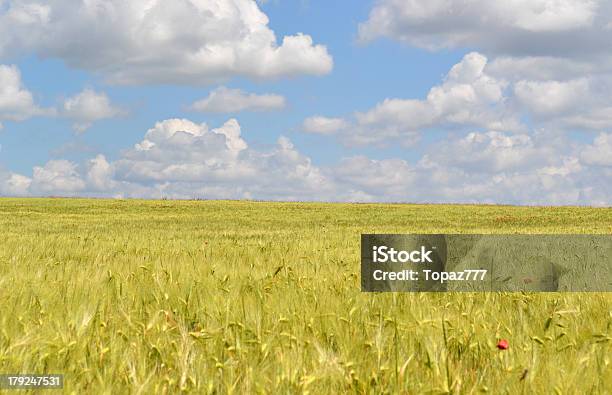 小麦のフィールド - ドラマチックな空模様のストックフォトや画像を多数ご用意 - ドラマチックな空模様, パン, モダンロック