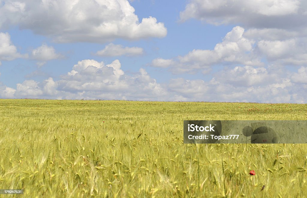 Campo de Trigo - Royalty-free Agricultura Foto de stock