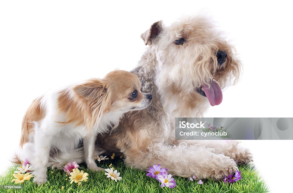 terrier du lakeland - Photo de Animaux de compagnie libre de droits