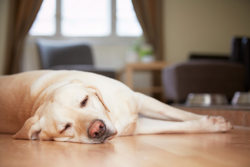 Yellow labrador retriever is waiting at home.