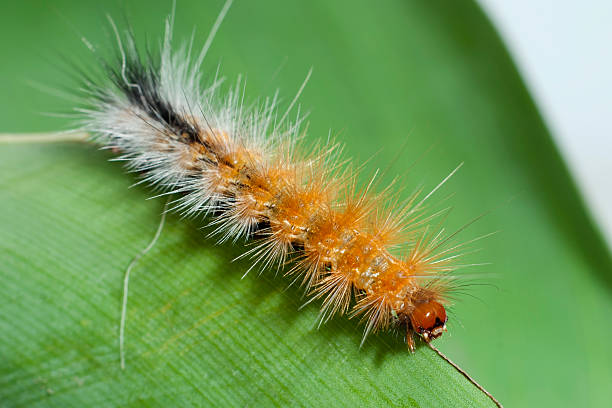 istock Caterpillar running through the edge of leaf 179247682