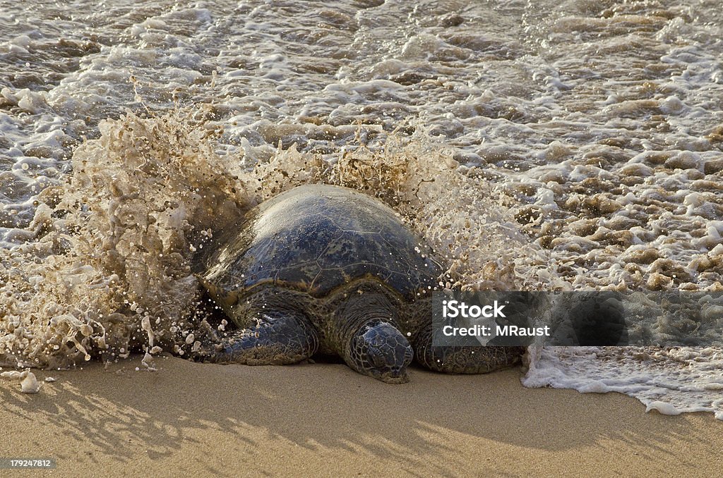 Волны плещущиеся Turtle - Стоковые фото Береговая линия роялти-фри