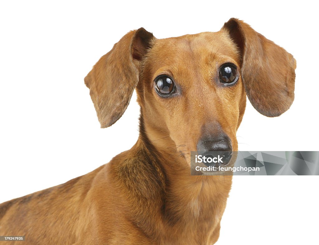 Perro dachshund marrón aislado sobre fondo blanco - Foto de stock de Almohadillas - Pata de animal libre de derechos