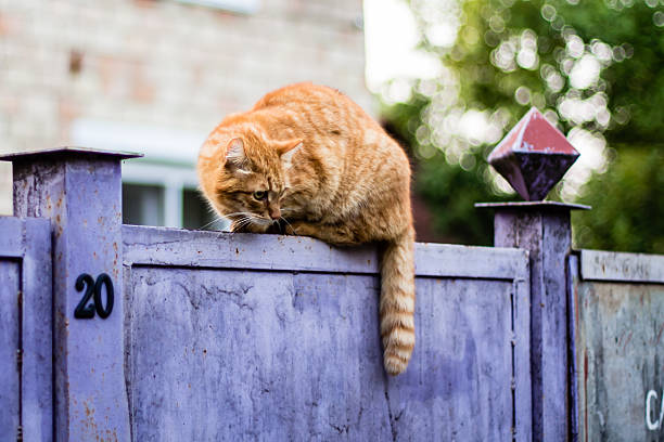 wary cat on a fence stock photo
