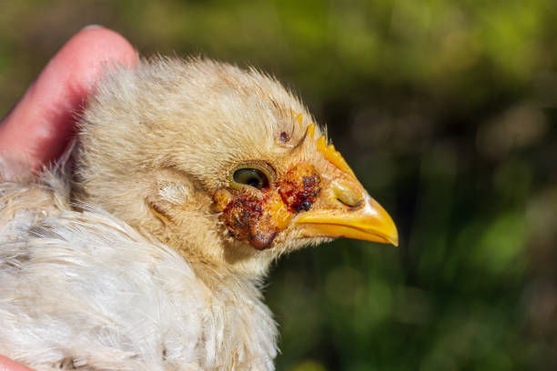 a terrible infectious disease, a tumor under the eye on the head of a chick close-up - chicken hatchery imagens e fotografias de stock