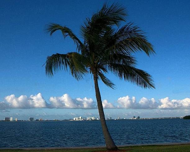 Palm Tree on Bay stock photo