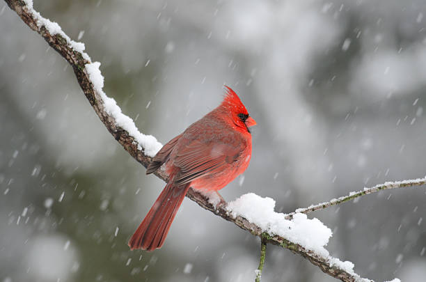 istock Northern cardinal in snow storm 179248382
