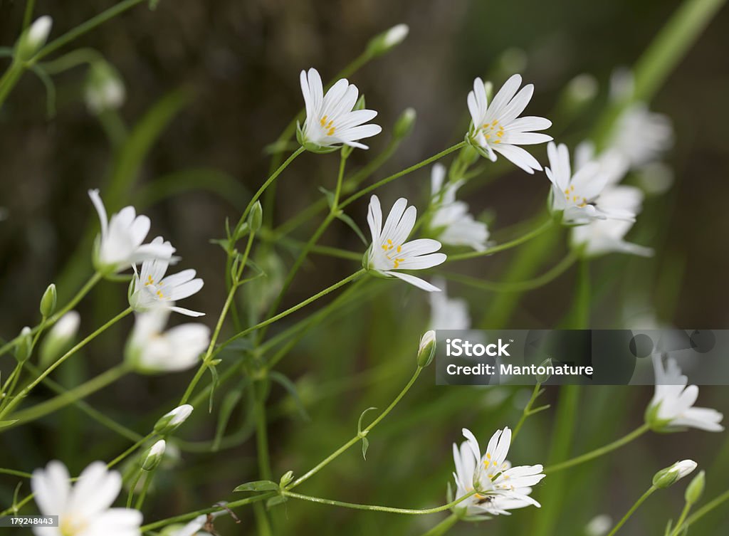 Greater Stitchwort (Stellaria holostea) - Photo de Beauté de la nature libre de droits