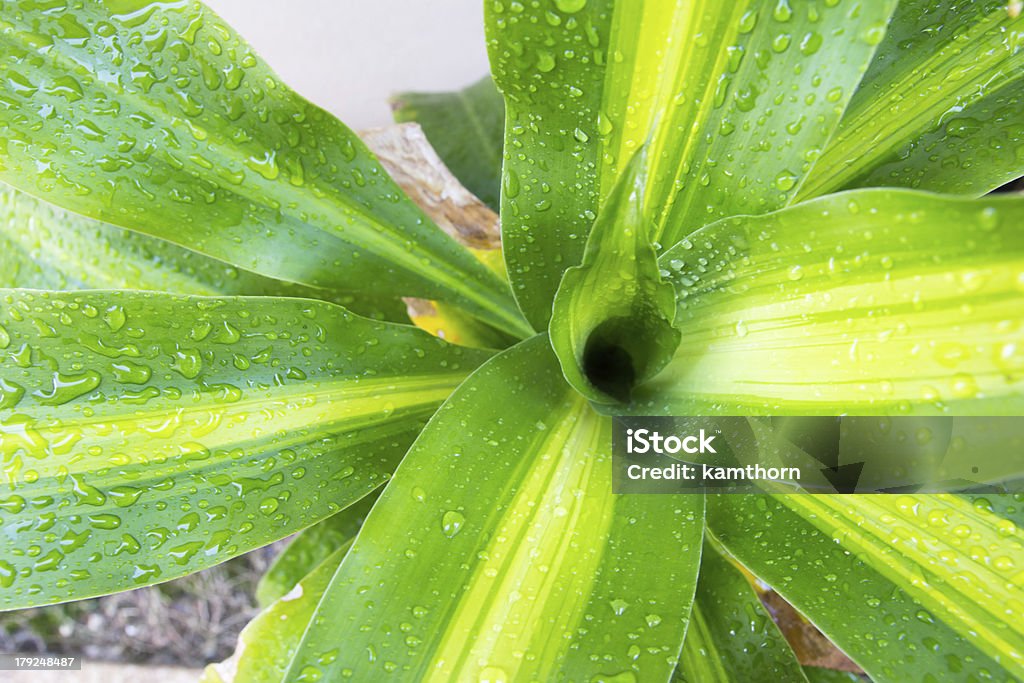 De planta - Foto de stock de Aire libre libre de derechos