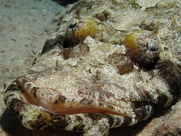 Indian ocean crocodilefish (papilloculiceps longiceps). Taken at Ras Mohamed in Red Sea Egypt.