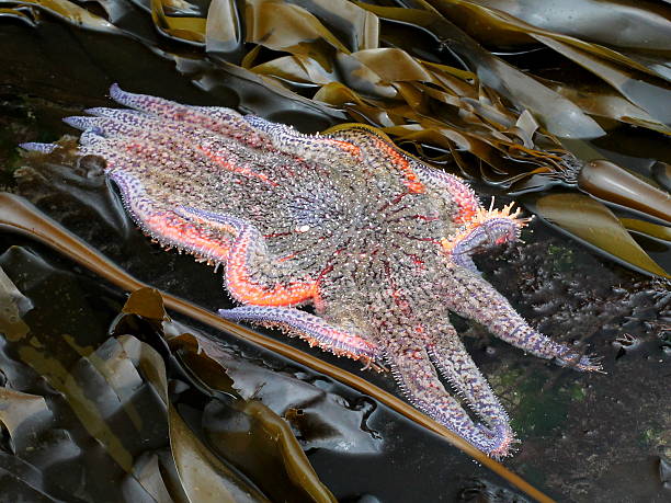 Sunflower Star Crawling through Kelp A Sunflower Star crawling through kelp on the Washington Coast sunflower star stock pictures, royalty-free photos & images