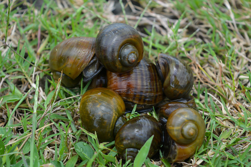 Amphibians, namely golden snails that are in a rock and lay eggs