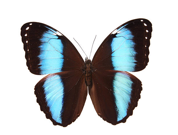 istock morphidae:Blue and brown butterfly isolated on a white background 179249100