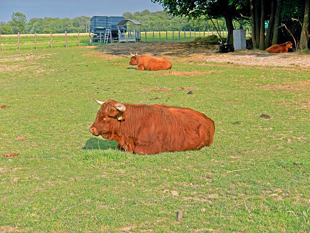 istock Cows relaxing in the sun 179249164