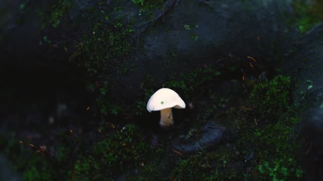 Video footage of a mushroom growing on a tree trunk in the forest in autumn season.
