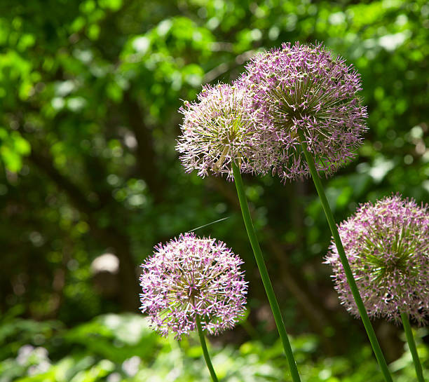 istock Purple alium onion flower 179249262