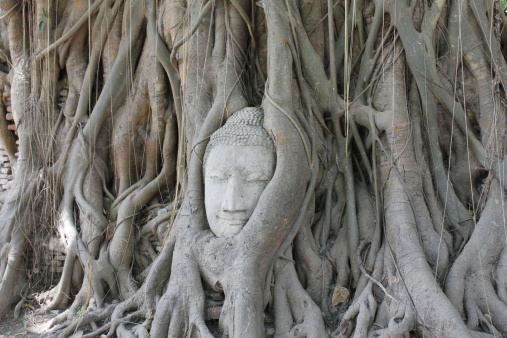Buddha Head in Tree Roots.