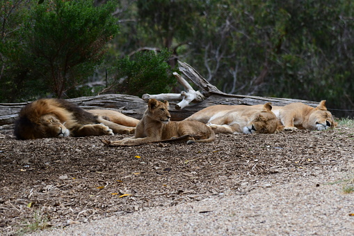 Pride of lions sleeping