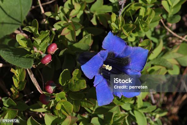 Голубой Гентиана Wildflower — стоковые фотографии и другие картинки Без людей - Без людей, Бернское нагорье, Ботаника