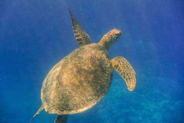 istock sea turtle swimming to the surface in the red sea 1792498310