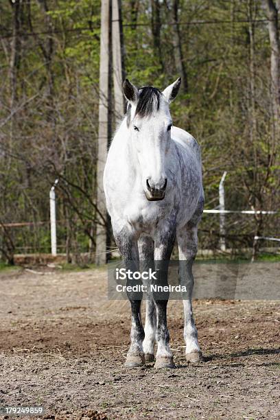 White Horse Stockfoto und mehr Bilder von Agrarbetrieb - Agrarbetrieb, Fotografie, Hengst