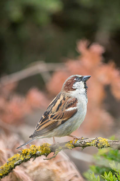 istock Wild House Sparrow Uk 179249928