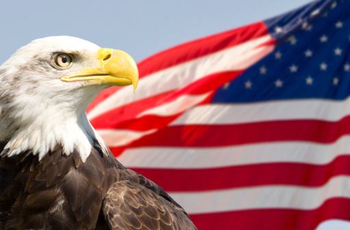 Very patriotic view with an American bald eagle in front of the American flag.