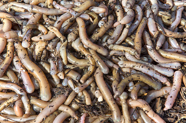 istock Earthworms close to fishing 179250442