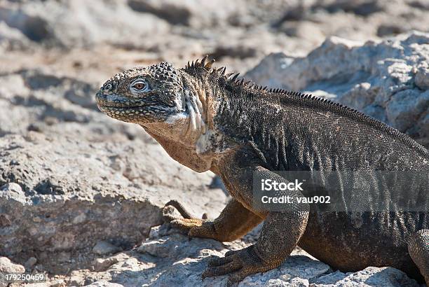 Foto de Galápagos Terra Iguanas e mais fotos de stock de Charles Robert Darwin - Ciência - Charles Robert Darwin - Ciência, Ilha, Animal selvagem