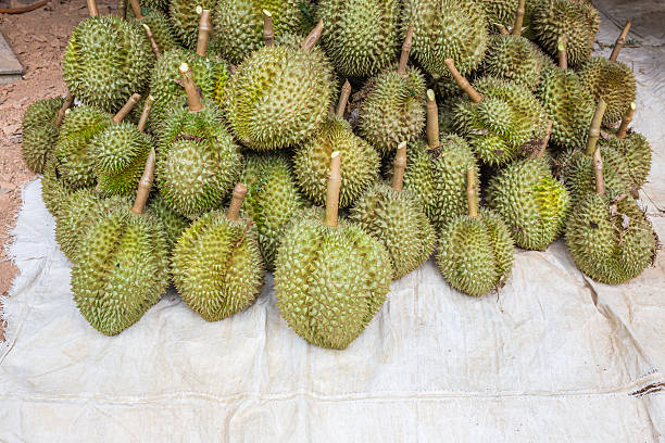 istock Durian, king of fruit 179250732