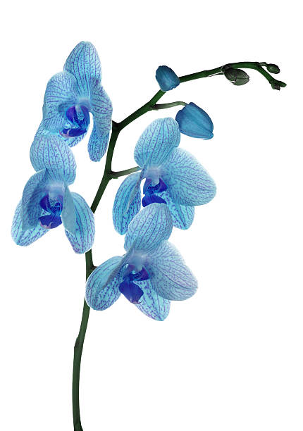 istock light blue orchid flowers isolated on white 179250817