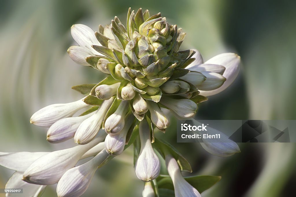 hosta botões - Royalty-free Abstrato Foto de stock