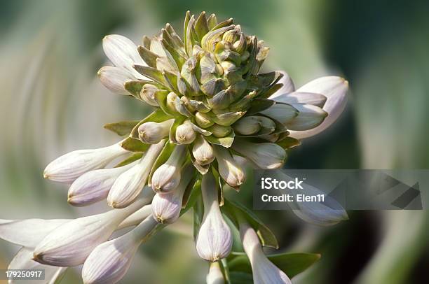 Hosta Botões - Fotografias de stock e mais imagens de Abstrato - Abstrato, Ao Ar Livre, Beleza natural