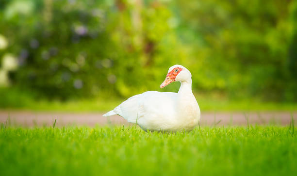 istock White duck with blue eyes on the grass 179251217