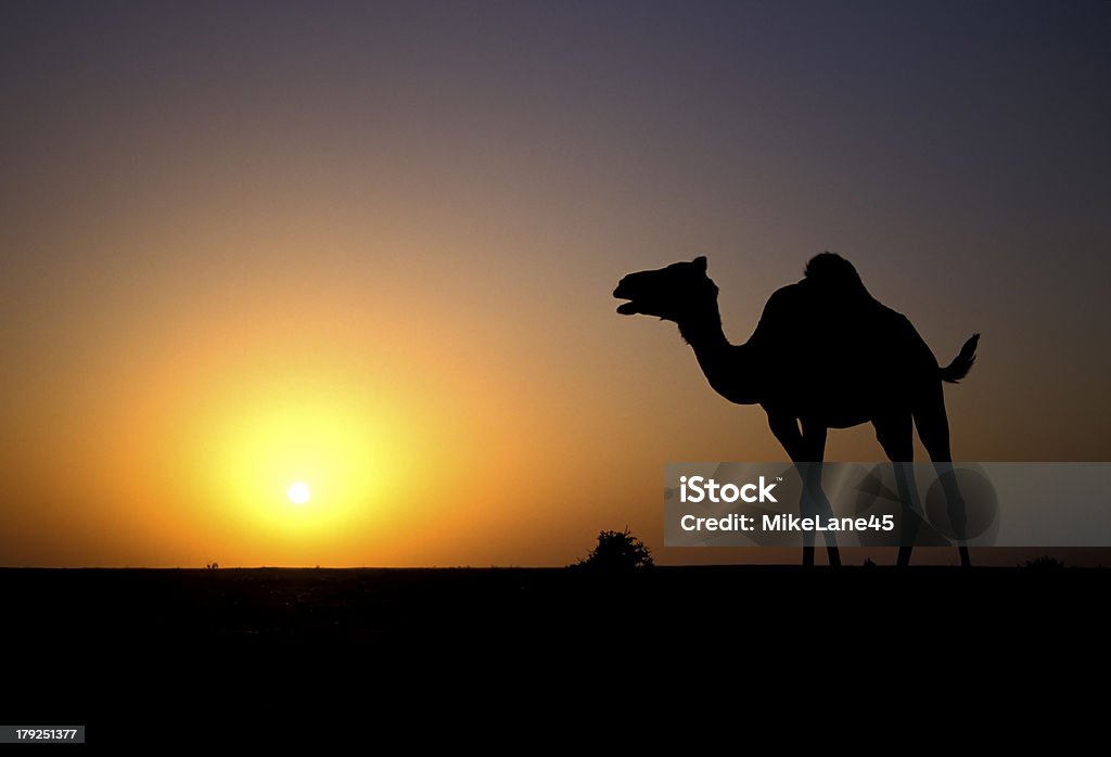 Арабский или Одногорбый верблюд, Camelus dromedarius - Стоковые фото Аравия роялти-фри