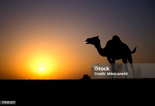 Арабский Или Одногорбый Верблюд Camelus Dromedarius — стоковые фотографии и другие картинки Аравия