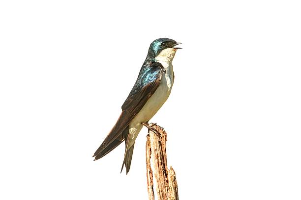 istock Tree Swallow and a stump isolated on white 179251453