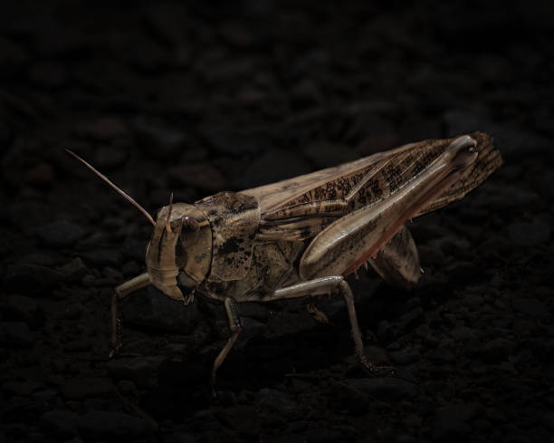 Black background grasshopper close up macro shot
