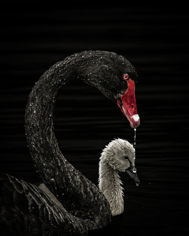 Black background black swan and Cygnet close up shot