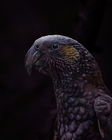 Black background kaka bird native close up