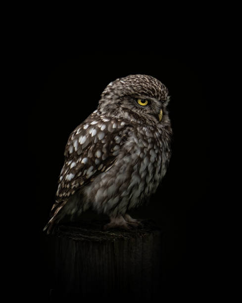 Black background little owl on fence post