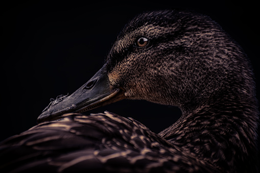 Black background female mallard duck close up profile shot