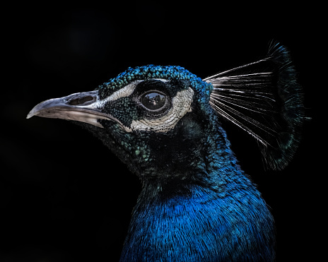 Portrait with lights and shadows of a male Peacock showing his plumage during courtship