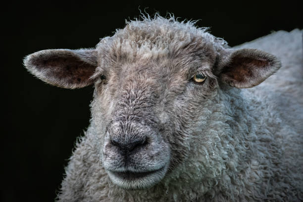istock Black background sheep close up shot 1792516413