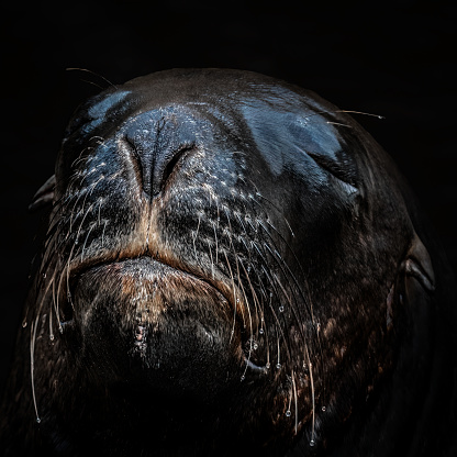 Black background sea lion profile shot