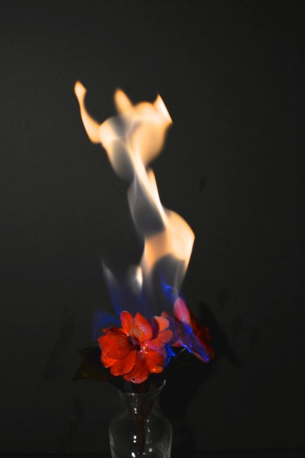 Red Flower Burning