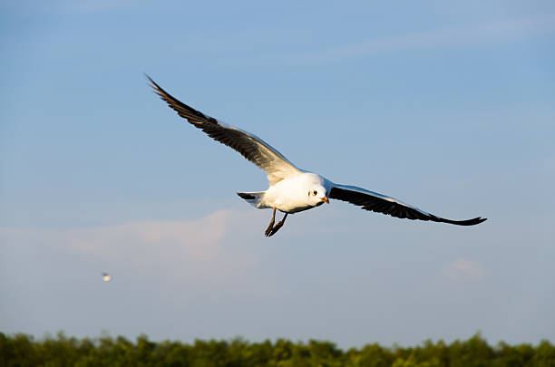 istock Brown-headed gull in Mangrove forest 179251716
