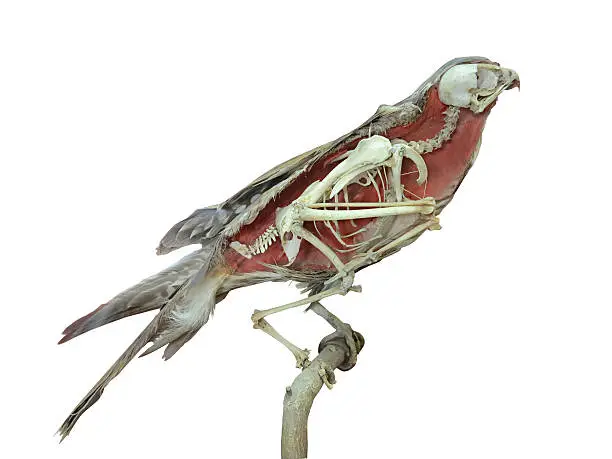 Photo of Stuffed falcon bird with skeleton inside isolated over white