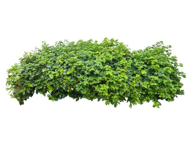 istock Shrub plant cut out with white background 1792518548